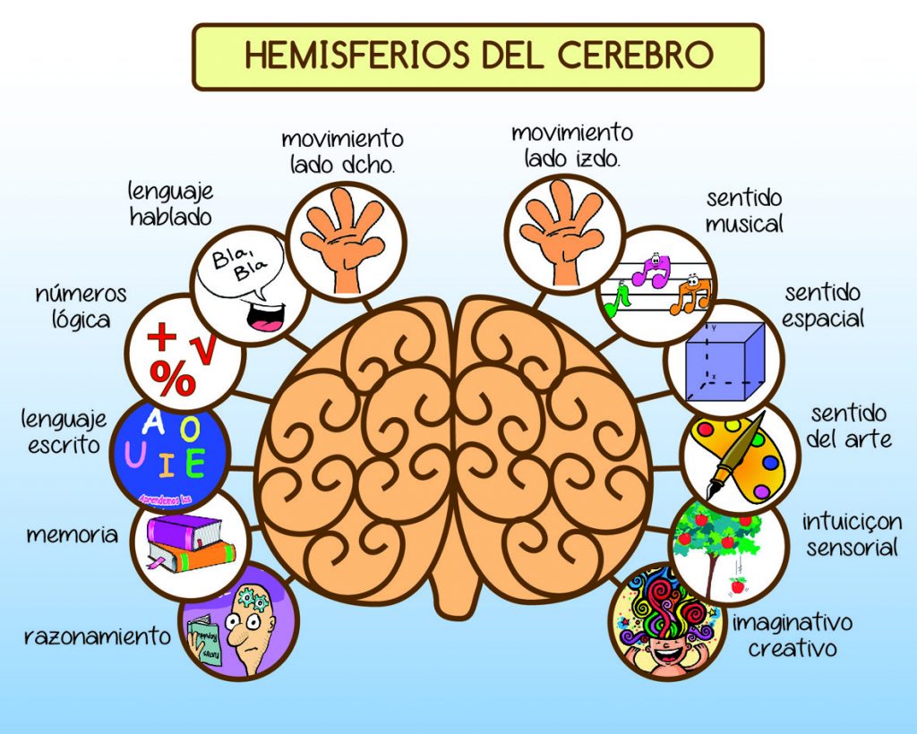 La lateralidad cerebral - Elisa Aribau