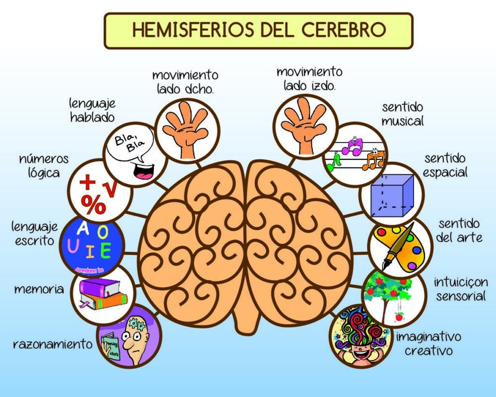 lateralidad cerebral