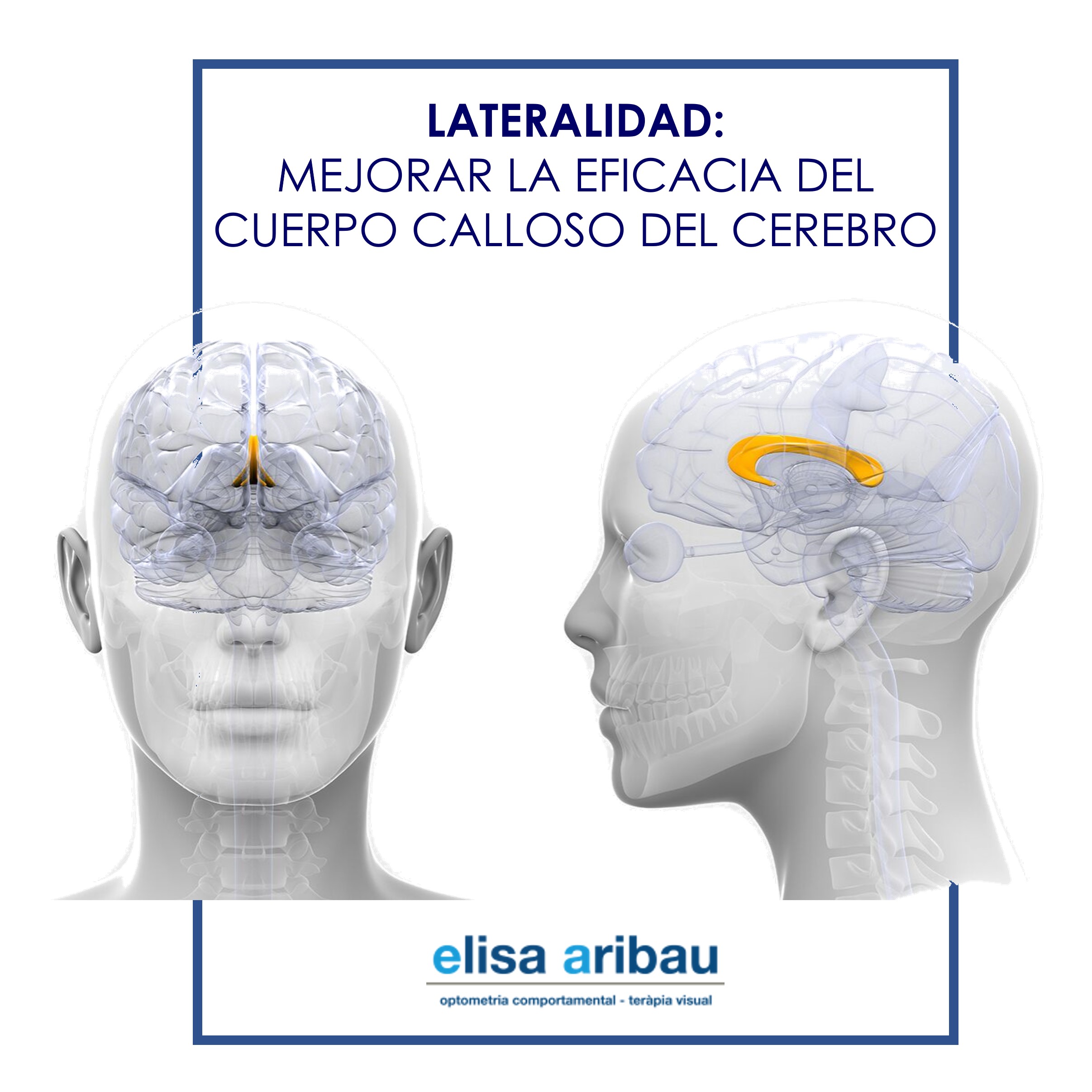 lateralidad, cuerpo calloso